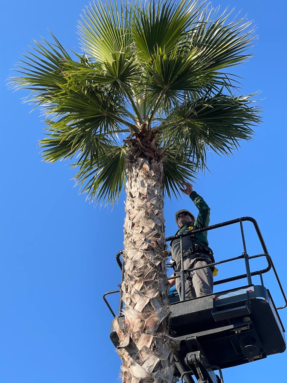 В Олимпийском парке во время обрезки хвойных обнаружили интересный артефакт